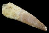 Fossil Plesiosaur (Zarafasaura) Tooth - Morocco #107720-1